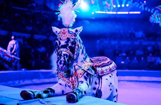 Гомельский цирк. Шоу «Бурлеск» Гомельский цирк. Шоу «Бурлеск»
